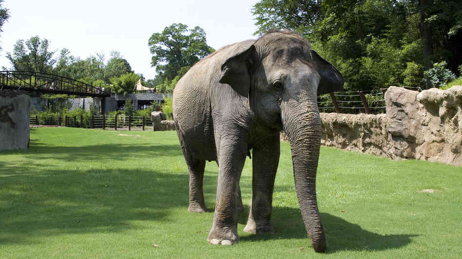 Shanthi explores her yard at the Smithsonian National Zoo in Washington, D.C., in 2010. The 36-year-old Asian elephant loves blowing into a harmonica. Shanthi explores her yard at the Smithsonian National Zoo in Washington, D.C., in 2010. The 36-year-old Asian elephant loves blowing into a harmonica.