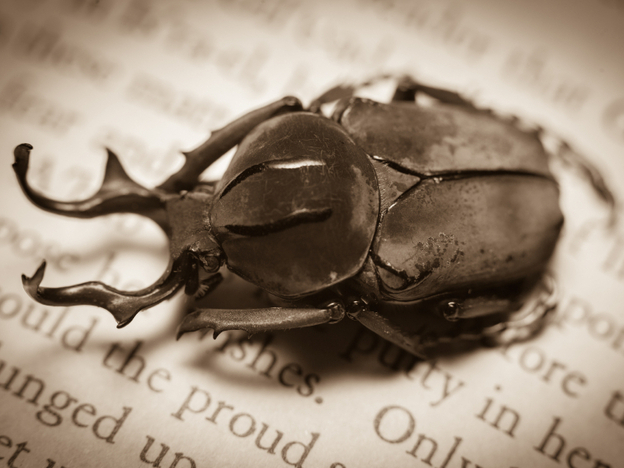 A beetle sits on an open page.