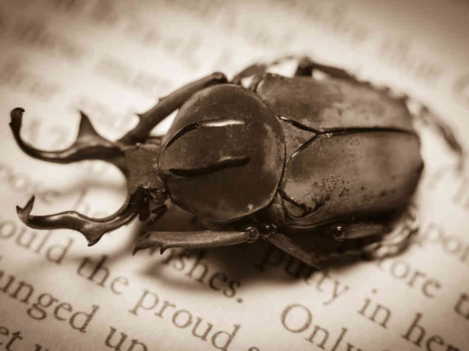 A beetle sits on an open page.