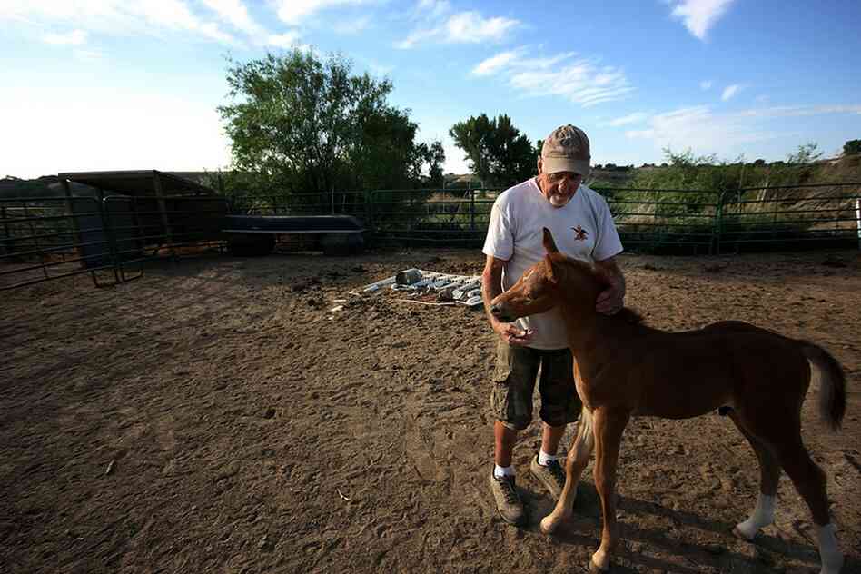 Ontario resident Hank Grossman breeds and raises horses on his plot of land. Pictured with Hank is Wyatt, a week-old stallion. For the next two or three years, Hank will continue to raise Wyatt. But when he matures, Grossman will either sell him or keep him to breed. When asked what draws him to these animals, he said, "I don't know. I like their style. I get along with them."