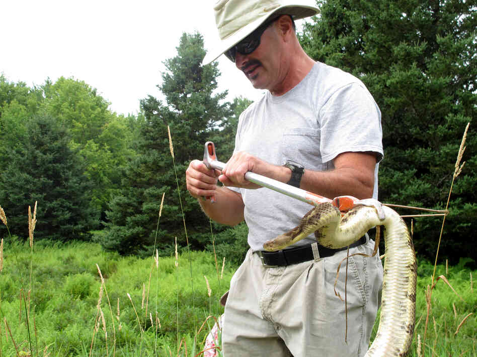 Despite suffering an almost-fatal snake bite in 2002, Matt Wilson has stayed on the job — and encouraged natural gas company employees to spare the reptiles.