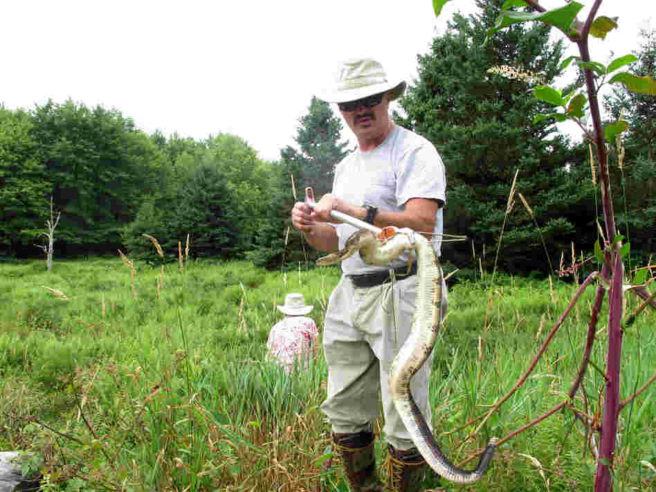 Matt Wilson says that his first memory of a snake was his mother telling him, "Oh, that's a snake. Isn't it pretty?"