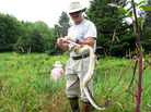 Matt and Paula Wilson (in background) clear rattlesnakes from a field in Pennsylvania. They work as snake wranglers, clearing areas for natural gas company employees. Matt and Paula Wilson (in background) clear rattlesnakes from a field in Pennsylvania. They work as snake wranglers, clearing areas for natural gas company employees.
