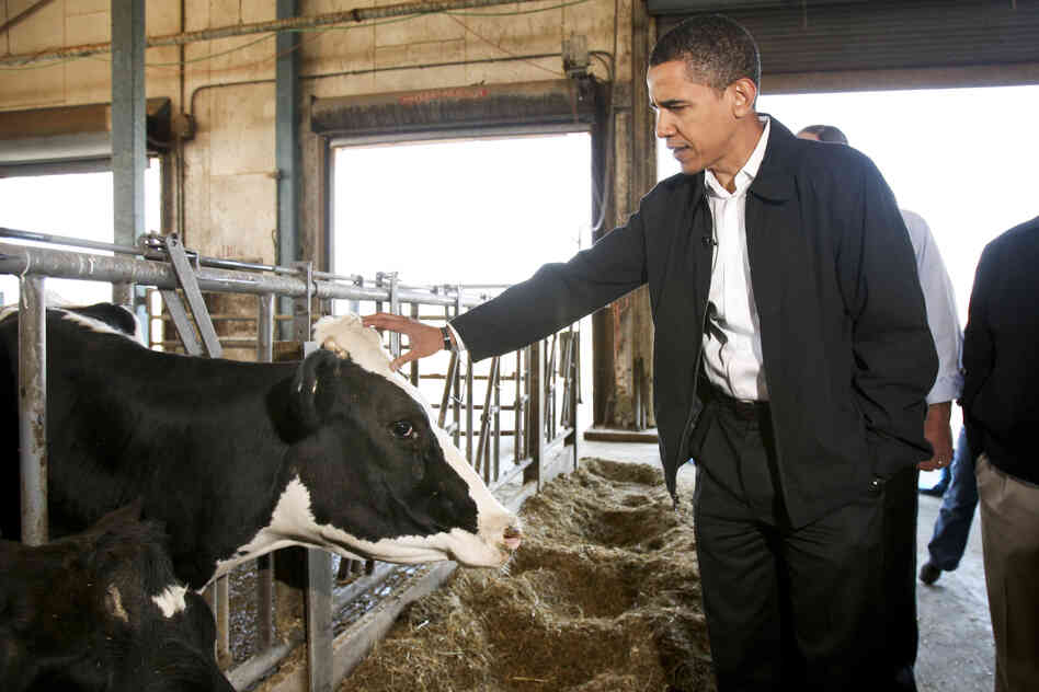 Before he won the White House, then-Sen. Barack Obama petted a cow during a campaign stop in University Park, Pa., in 2008.