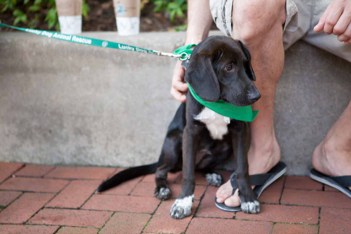 Phillip, the skittish puppy.