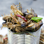 Locusts are cheap and easy to farm, and are considered a delicacy in many countries in Africa. Locusts are cheap and easy to farm, and are considered a delicacy in many countries in Africa.