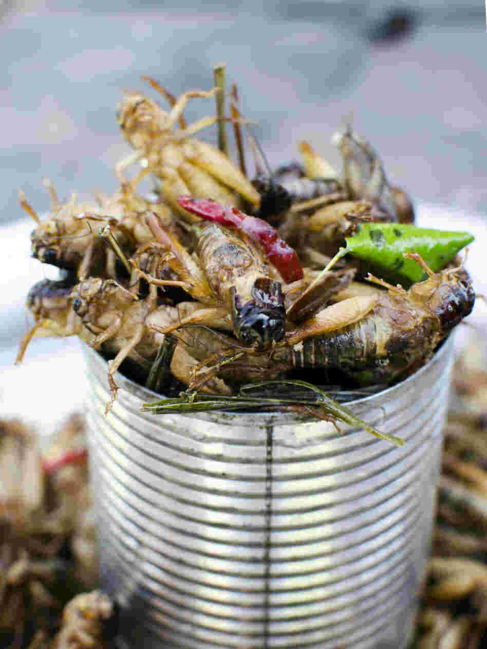 Locusts are cheap and easy to farm, and are considered a delicacy in many countries in Africa.