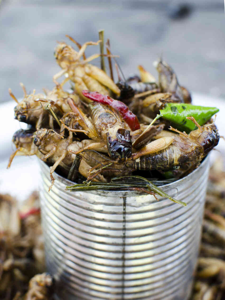 Locusts are cheap and easy to farm, and are considered a delicacy in many countries in Africa.