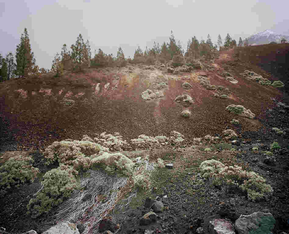From the series In the Orbit of El Teide