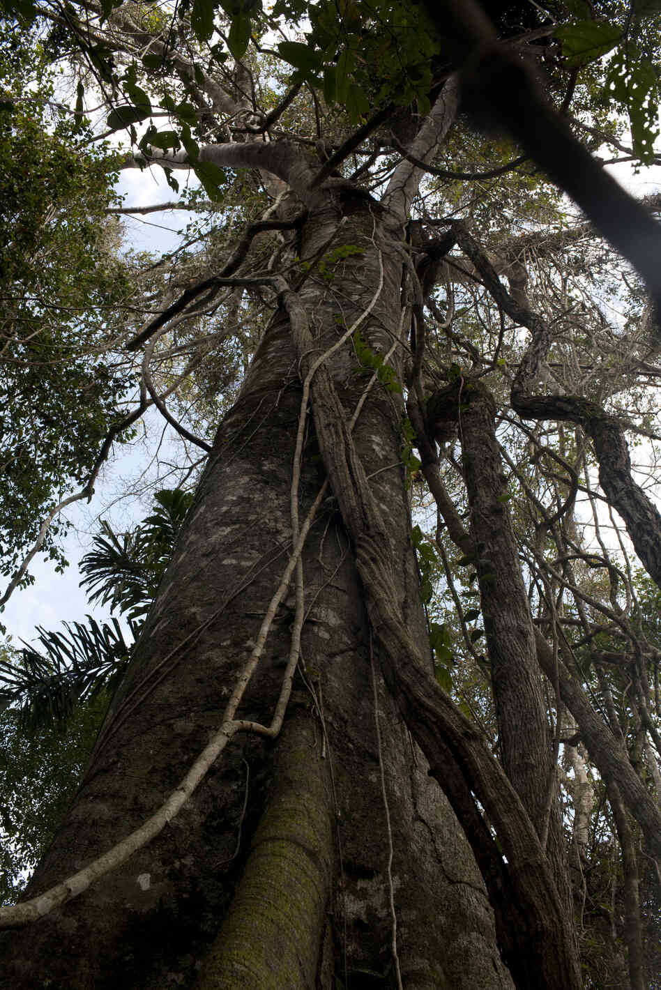 Every year in Bolivia, a swath of forest two-thirds the size of Delaware is cleared of trees. The trees range from silk-cotton hardwoods and fig trees to ceibas — some of them 80 feet tall and decades old.