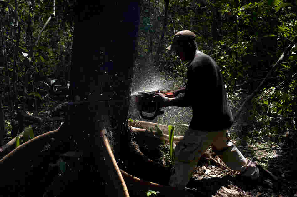 Among the eight countries that the Amazon spans, Bolivia has the highest rate of deforestation. Here, Agustin Villa cuts down timber in the Amazon jungle. The logs will be transported to the town of Ascencion de Guarayos, Santa Cruz province.