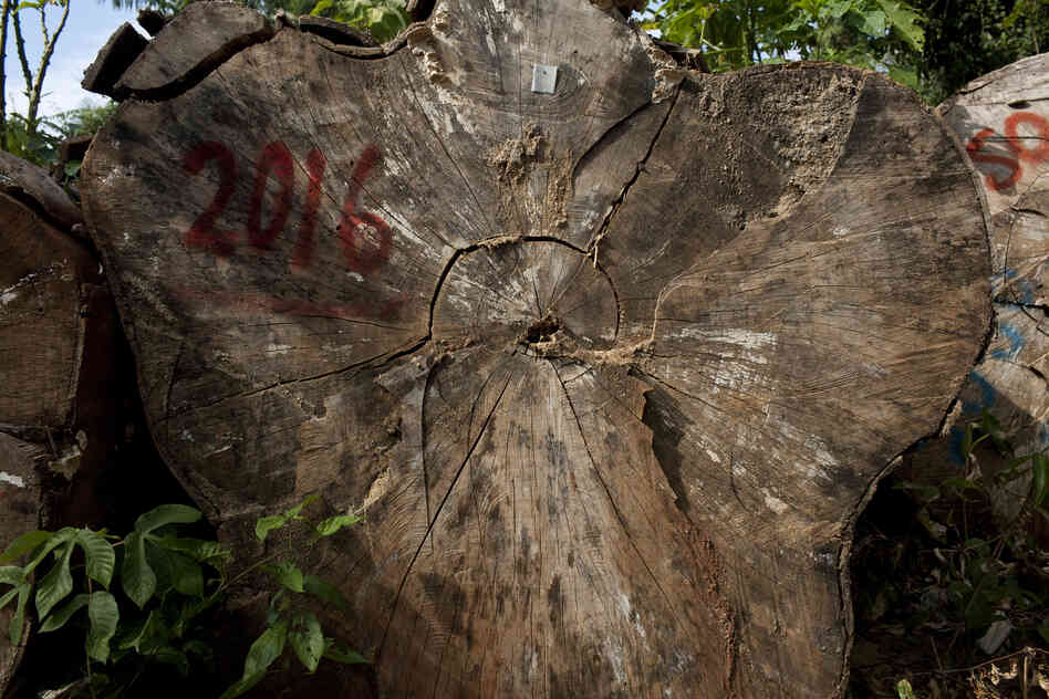 Tree logs are marked for shipping.