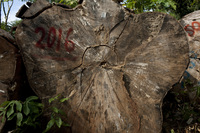 Tree logs are marked for shipping.