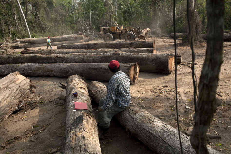 A logger watches a machine move logs to be measured, trimmed and marked before inspection by ABT — Bolivia's agency of forests and land. They will then be transported to Ascencion de Guarayos.