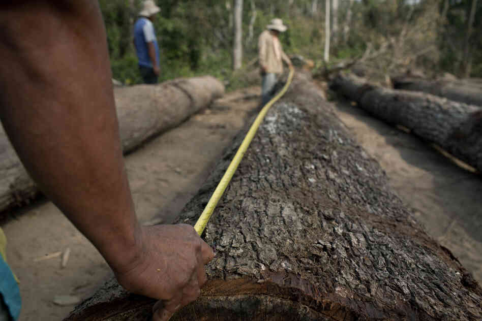 A worker measures logs. They will be trimmed if they are deemed too long for transport.