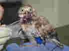 Taking care of a young burrowing owl with a broken leg.