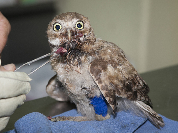 Taking care of a young burrowing owl with a broken leg.