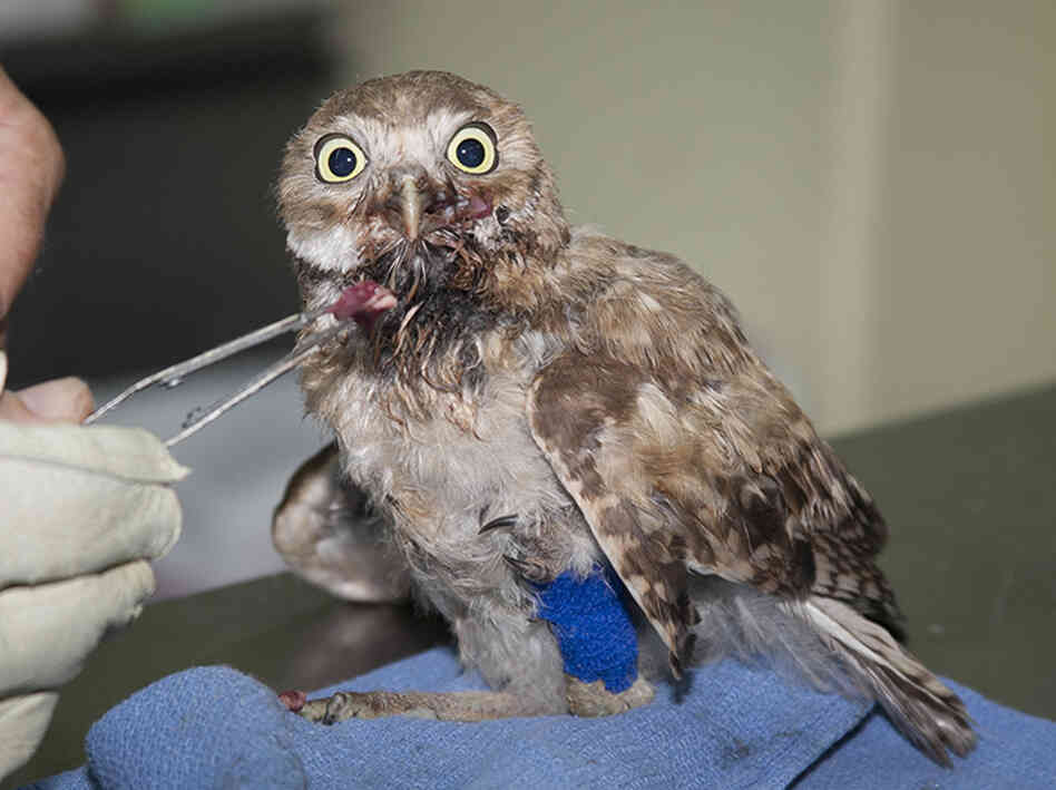 Taking care of a young burrowing owl with a broken leg.