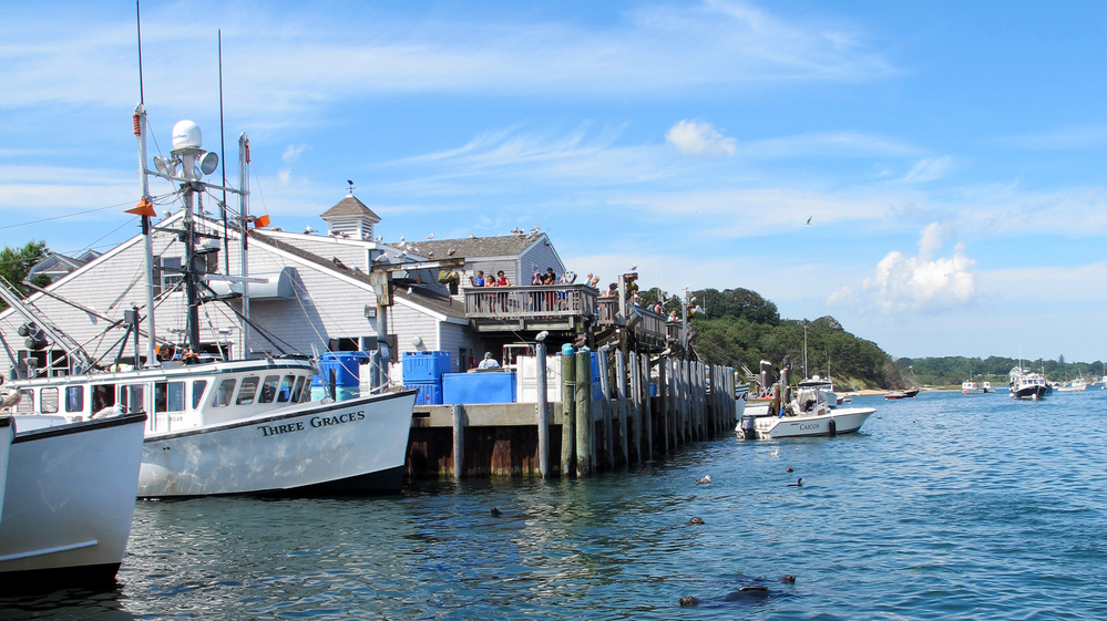 Seals swim among the docked boats at Chatham's fish pier, waiting for a free meal.