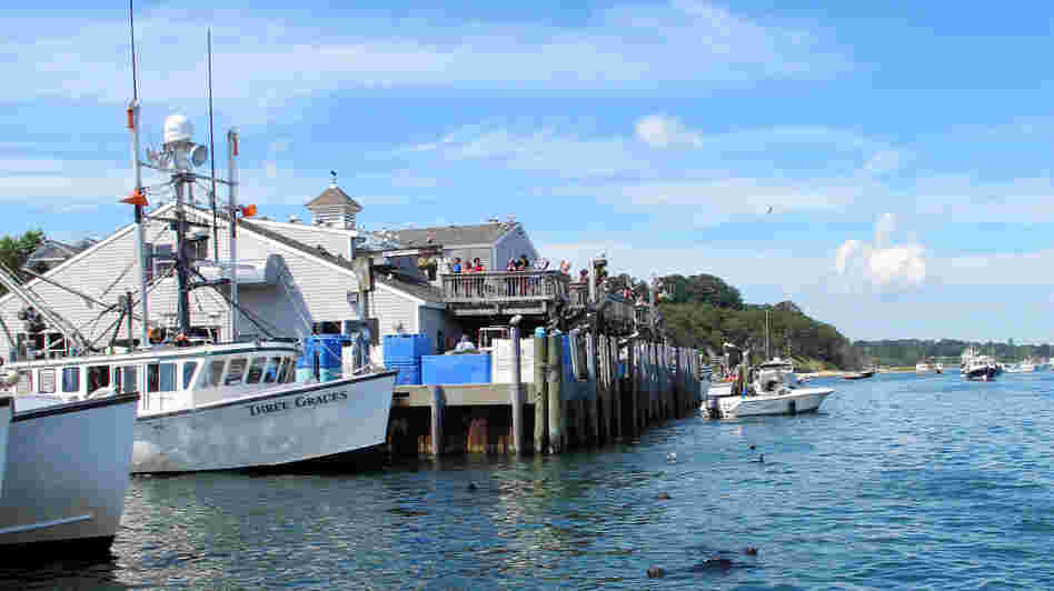 Seals swim among the docked boats at Chatham's fish pier, waiting for a free meal.