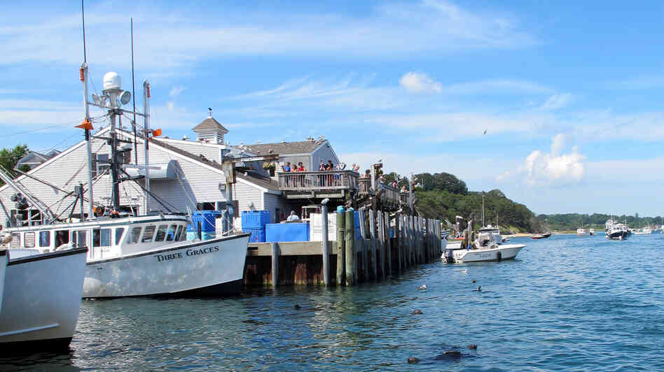Seals swim among the docked boats at Chatham's fish pier, waiting for a free meal.