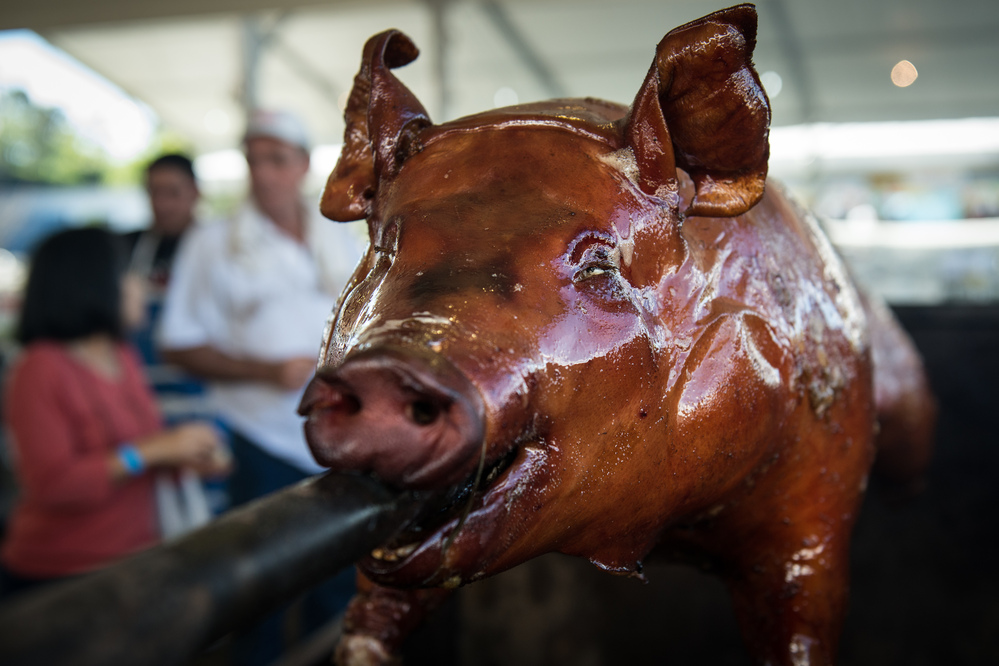 Torture or tasty tradition? Many consider the consumption of meat to be a question of ethics. Here, a pig is roasted during the annual Festa Junina in Guarulhos, a suburb of Sao Paulo, Brazil.