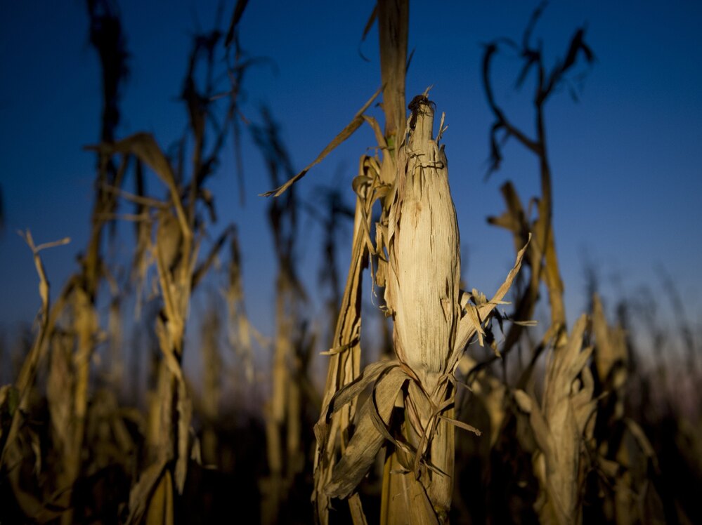 Drought has taken a toll on corn this year, and as a result, a growing number of ethanol plants have closed.
