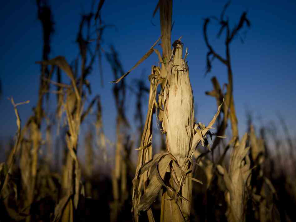 Drought has taken a toll on corn this year, and as a result, a growing number of ethanol plants have closed.