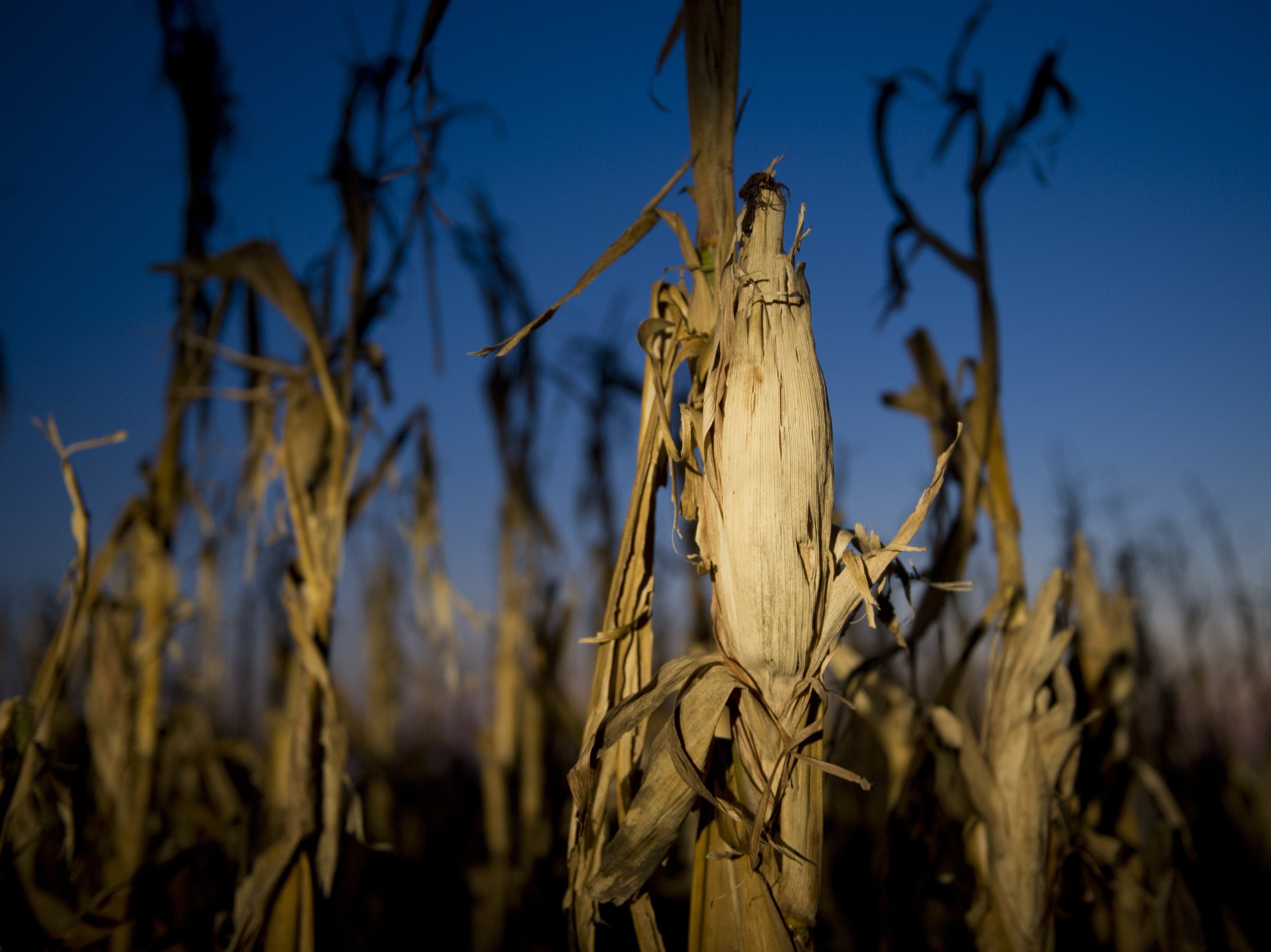 Drought has taken a toll on corn this year, and as a result, a growing number of ethanol plants have closed. (Image credit: AFP/Getty Images)