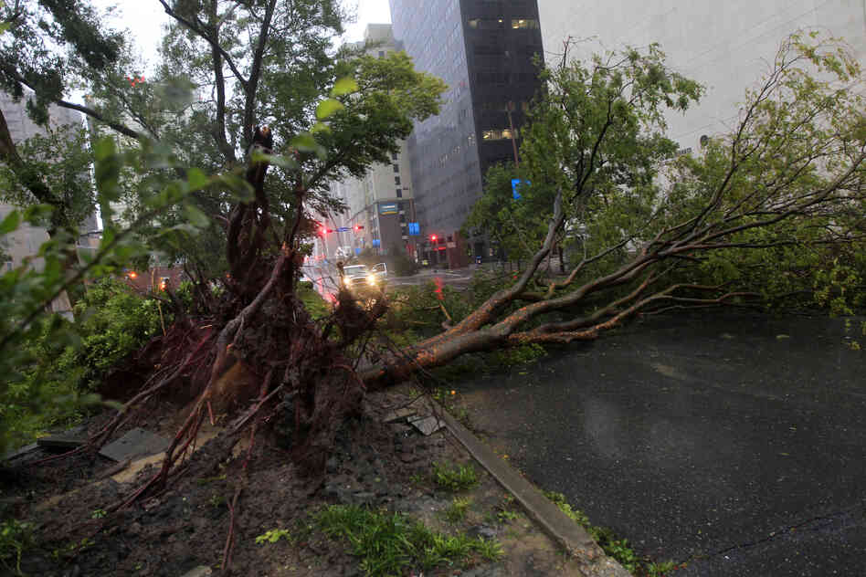 An uprooted tree lies across Poydras Street in downtown New Orleans. Isaac packed 80-mph winds, making it a Category 1 hurricane.