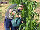 Watering the corn.
