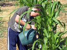Watering the corn. Watering the corn.