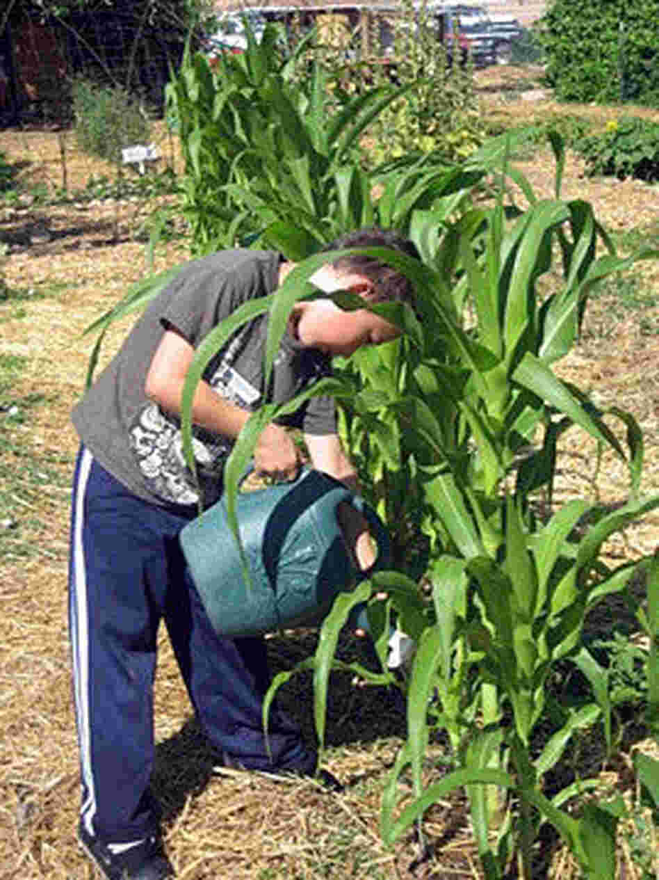 Watering the corn. Watering the corn.