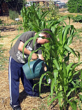 Watering the corn.