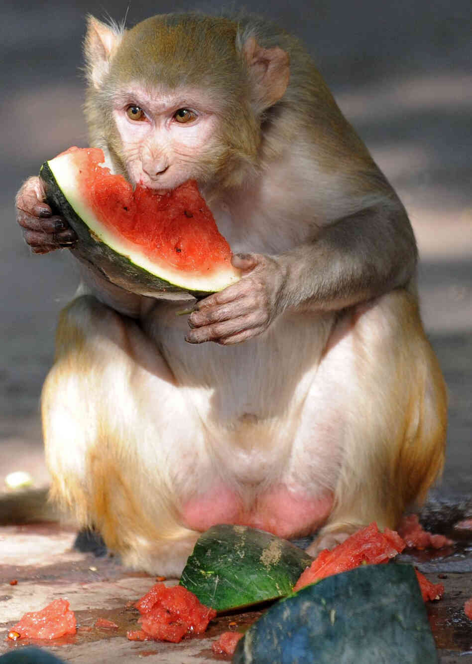 A rhesus monkey eats watermelon, provided by zookeepers, at the Kamla Nehru Zoological Gardens in India in May 2012.