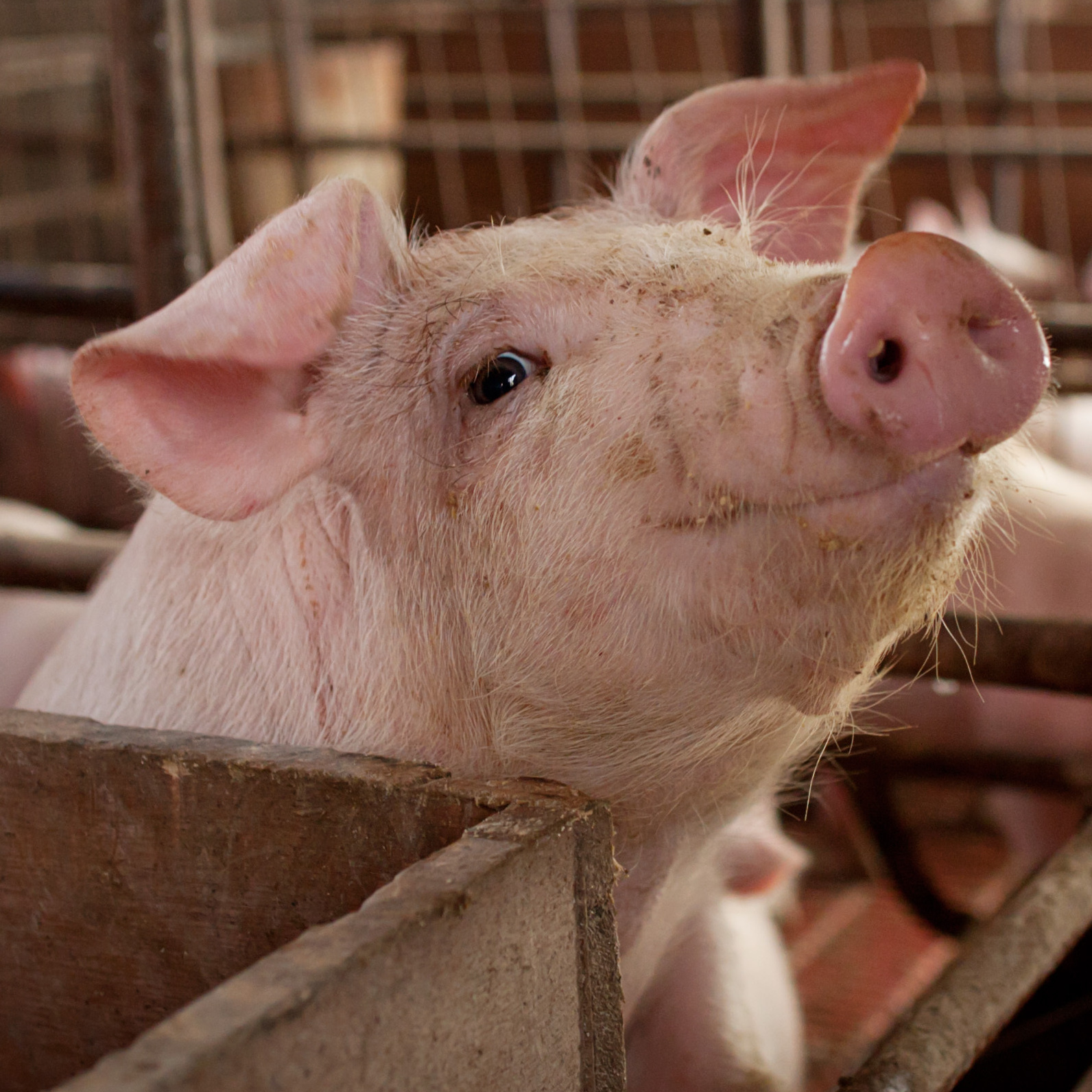 Is it ethical to raise animals for slaughter and consumption?