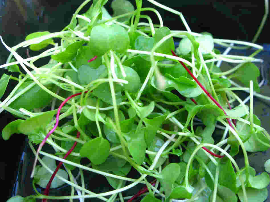 Kale and beet microgreens.