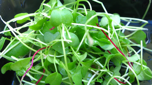 Kale and beet microgreens.
