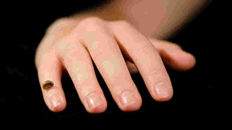 A replica of the pinky bone fragment found in a Siberian cave. Researchers used the bone bit to extract and sequence the genome of a girl who lived tens of thousands of years ago. A replica of the pinky bone fragment found in a Siberian cave. Researchers used the bone bit to extract and sequence the genome of a girl who lived tens of thousands of years ago.