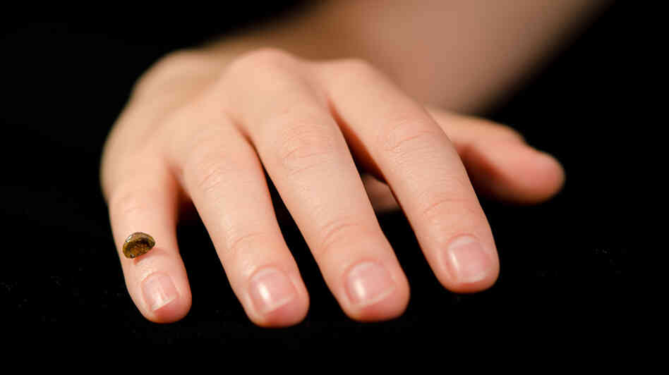 A replica of the pinky bone fragment found in a Siberian cave. Researchers used the bone bit to extract and sequence the genome of a girl who lived tens of thousands of years ago. A replica of the pinky bone fragment found in a Siberian cave. Researchers used the bone bit to extract and sequence the genome of a girl who lived tens of thousands of years ago.