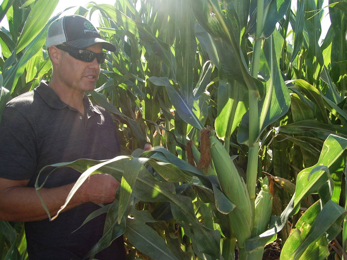 California farmer Erik Freese pulls down a healthy ear of corn that has been genetically engineered to produce its own pesticide. He says genetic engineering has helped him to farm more sustainably.