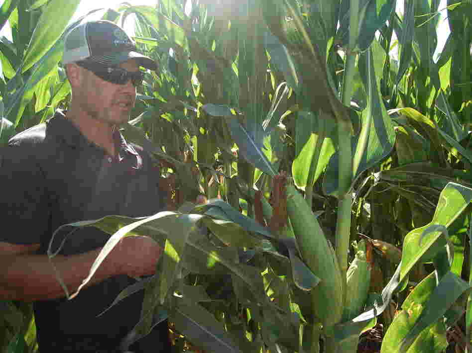 California farmer Erik Freese pulls down a healthy ear of corn that has been genetically engineered to produce its own pesticide. He says genetic engineering has helped him to farm more sustainably.