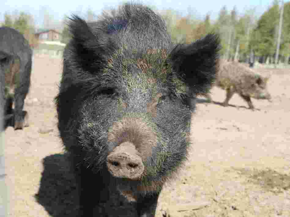 A Russian sow on Mark Baker's farm. Four other parties have joined Baker's lawsuit against the Michigan Department of Natural Resources.