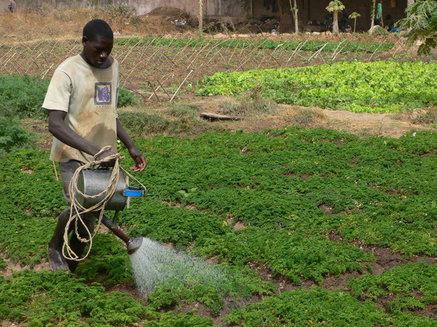 An urban farmer waters his plants near Bamako, Mali, where the government has set aside nearly 250 acres for market gardens.