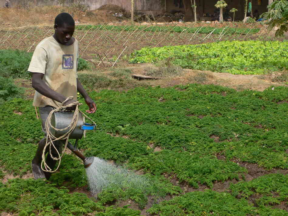 An urban farmer waters his plants near Bamako, Mali, where the government has set aside nearly 250 acres for market gardens.