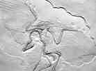 Thor Hanson's own cast of Archaeopteryx lithographica presents what he calls the "ancient wing written in stone." Thor Hanson's own cast of Archaeopteryx lithographica presents what he calls the "ancient wing written in stone."