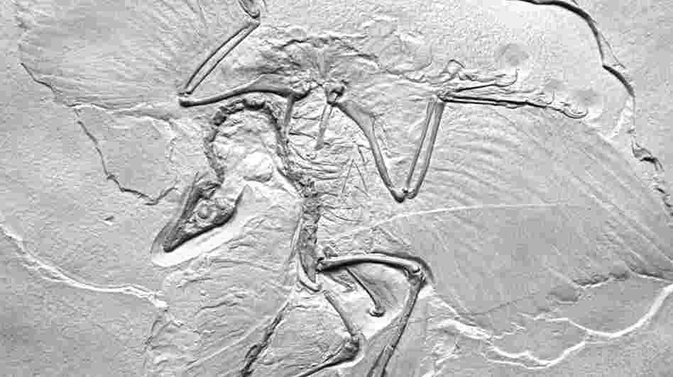 Thor Hanson's own cast of Archaeopteryx lithographica presents what he calls the "ancient wing written in stone."