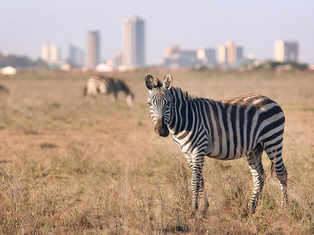 Zebra roam free in front of the Nairobi skyline at the Nairobi National Park on January 8, 2008 in Kenya.