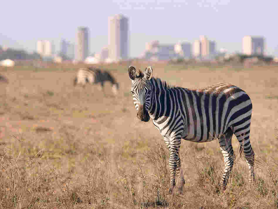Zebra roam free in front of the Nairobi skyline at the Nairobi National Park on January 8, 2008 in Kenya.