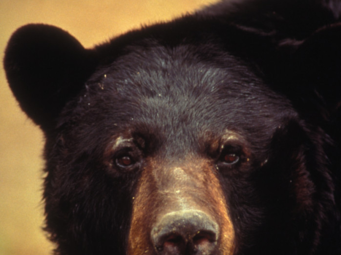 Perhaps not the sight you want to see when you come home: A black bear.